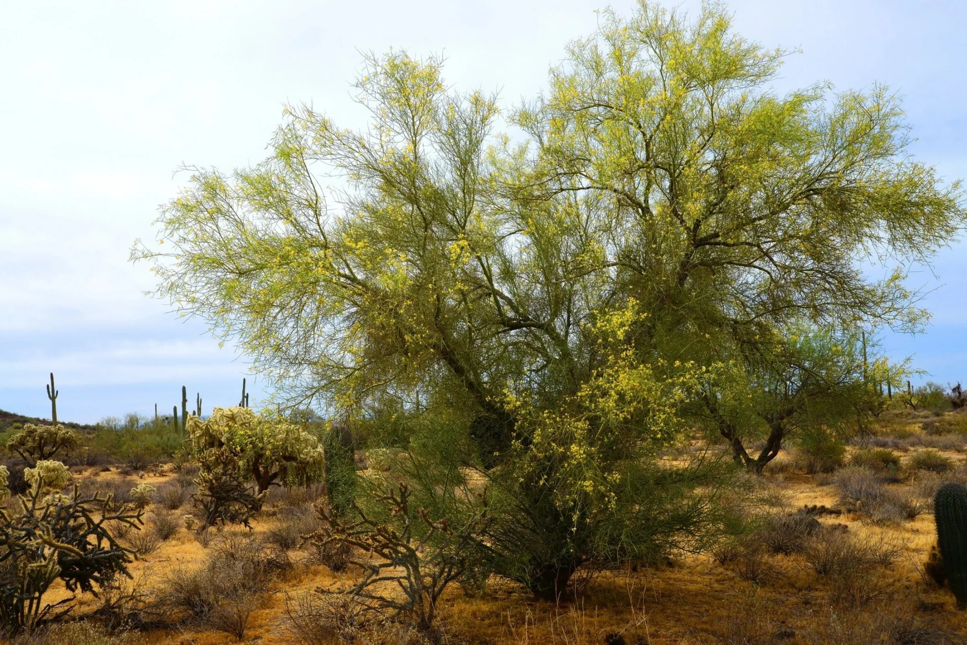 Desert landscape with a large green tree.
