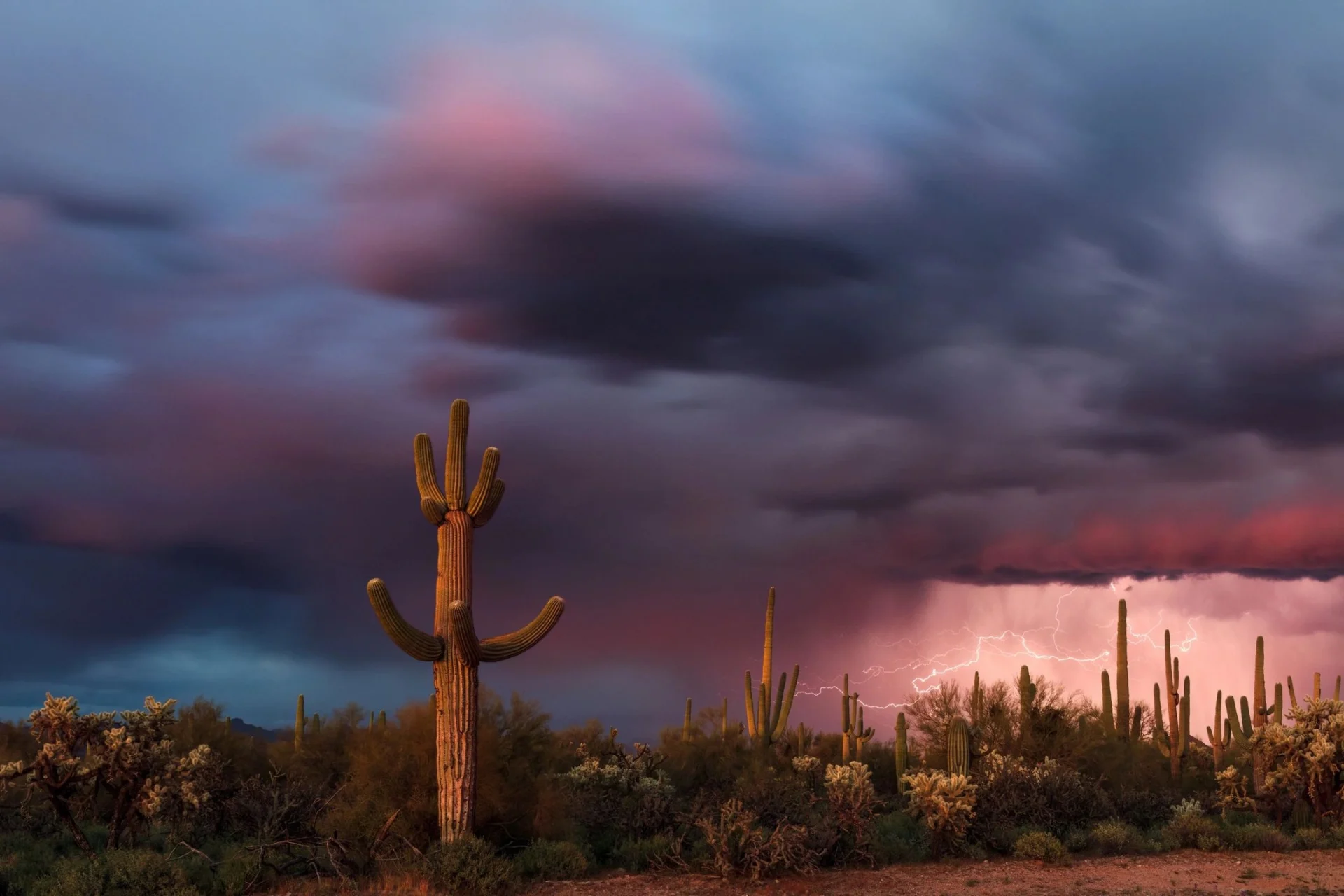 Cactus in desert with dramatic stormy sky.