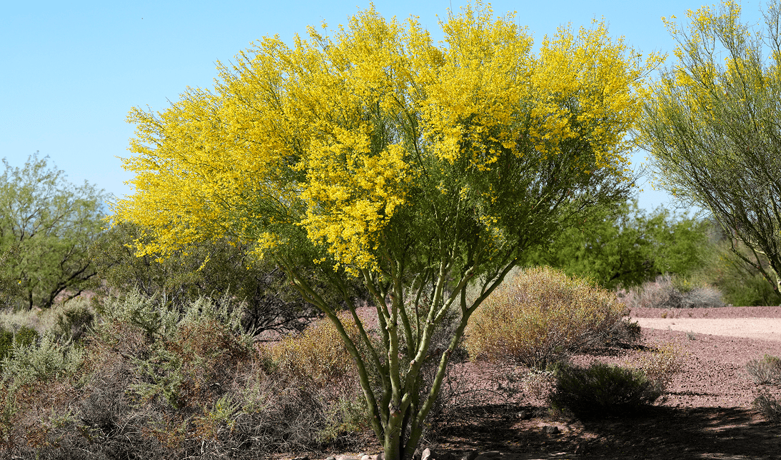 Tree with yellow blossoms in desert landscape.