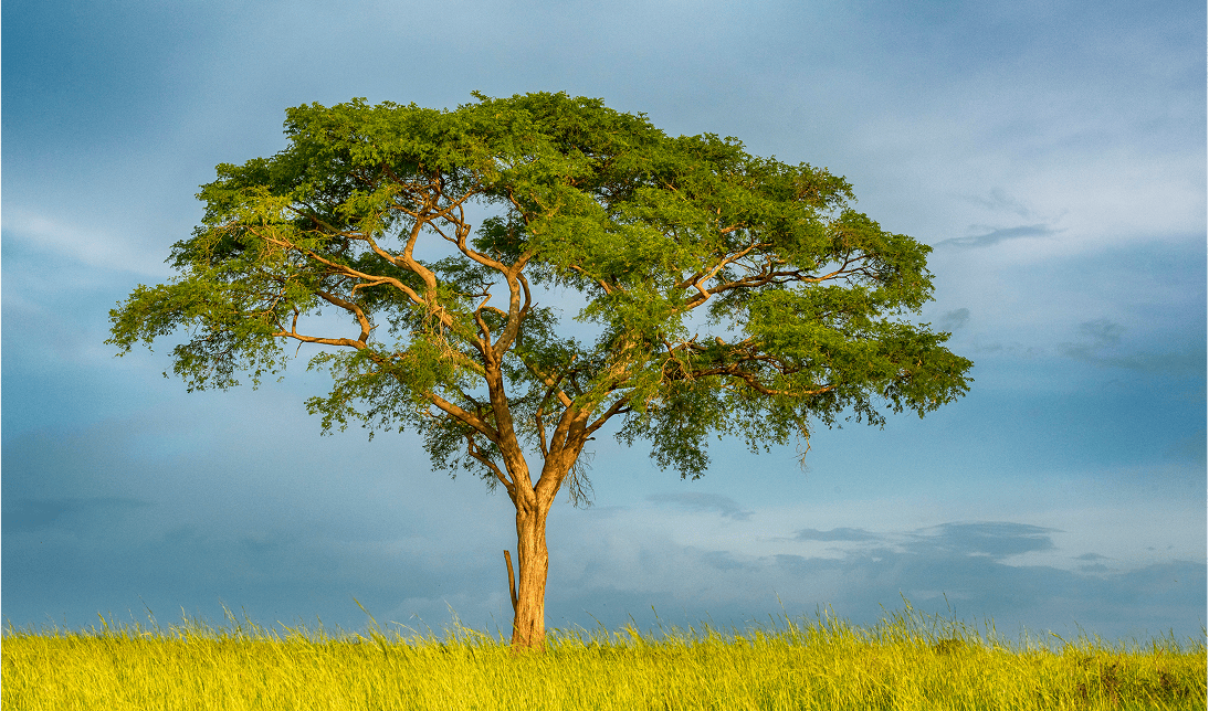 Lone tree in a grassy field.