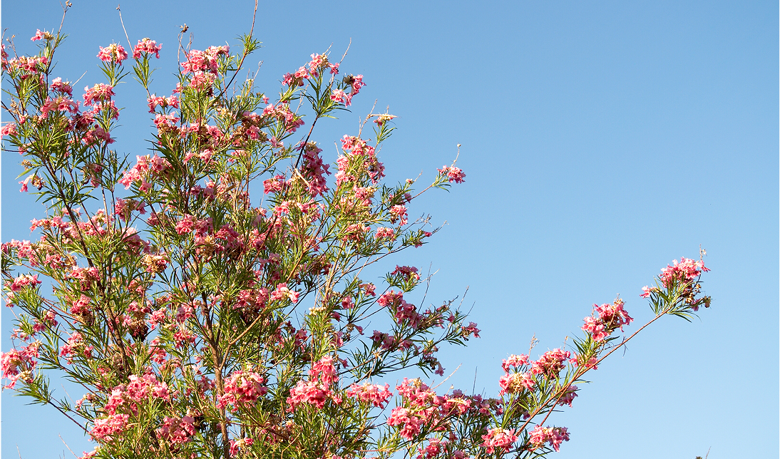 Tree with pink flowers against blue sky.