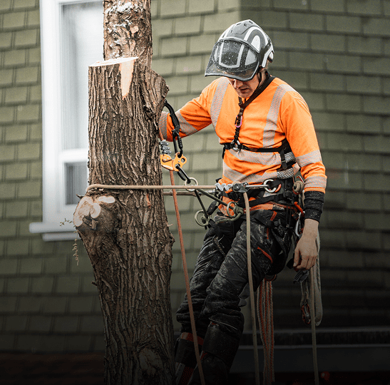 Arborist in orange gear climbing tree trunk.