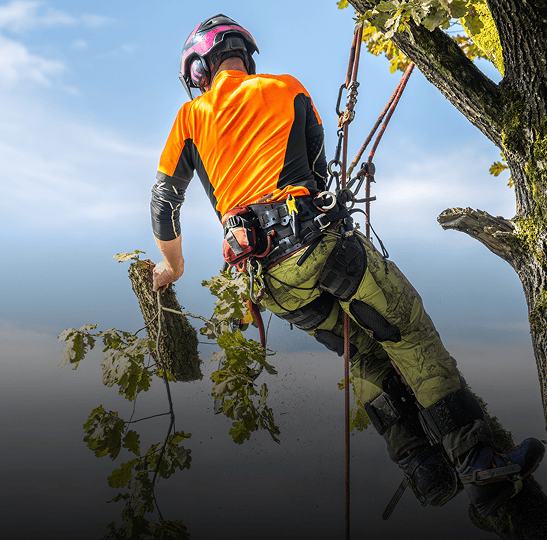 Tree worker in safety gear climbing tree.