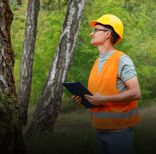 Worker in safety gear inspecting tree.