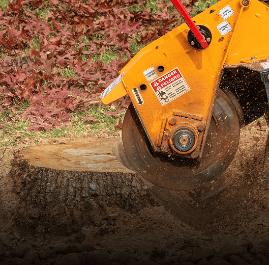 Stump grinder machine cutting tree stump.