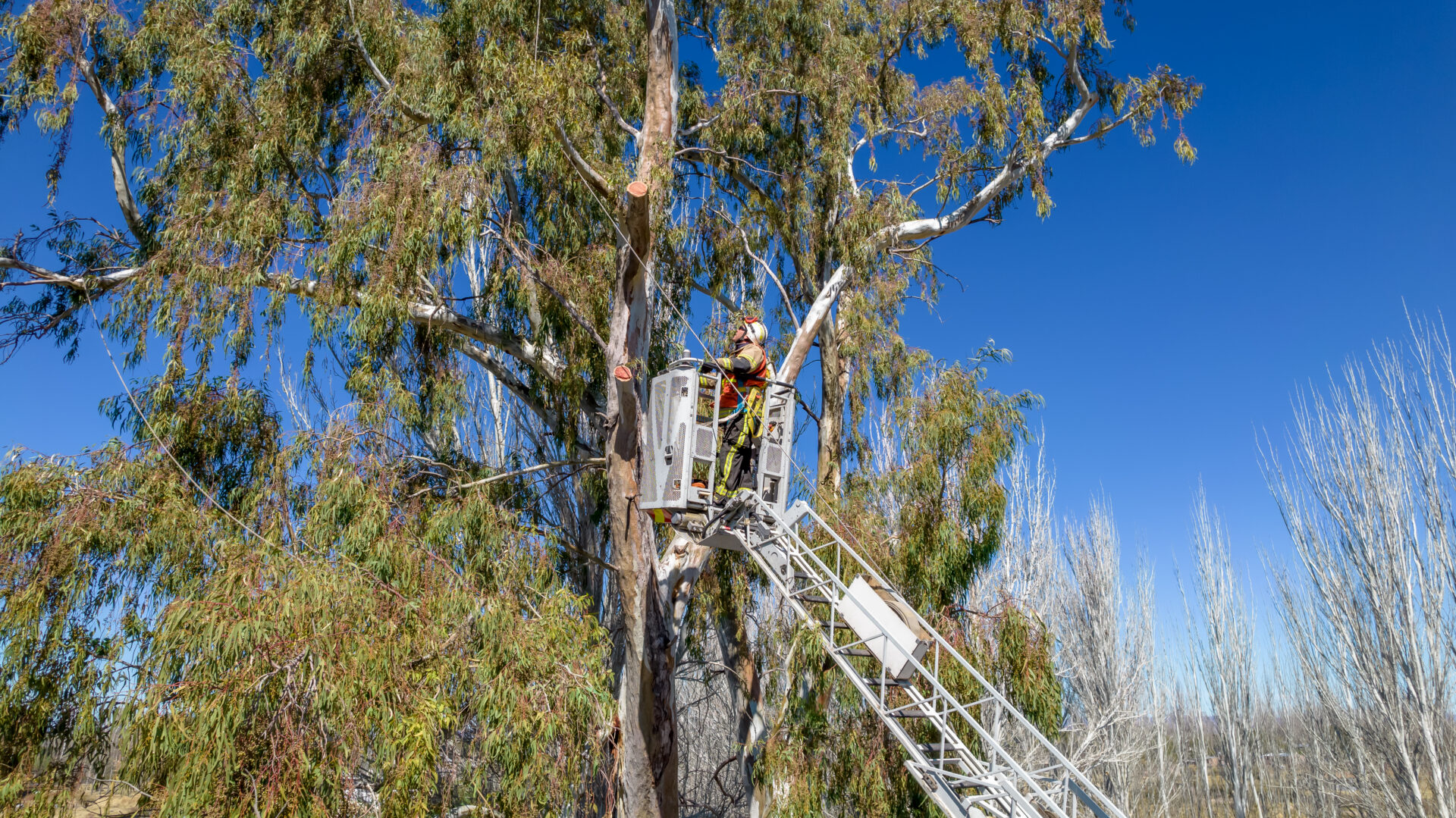 Worker trimming tree from elevated platform.