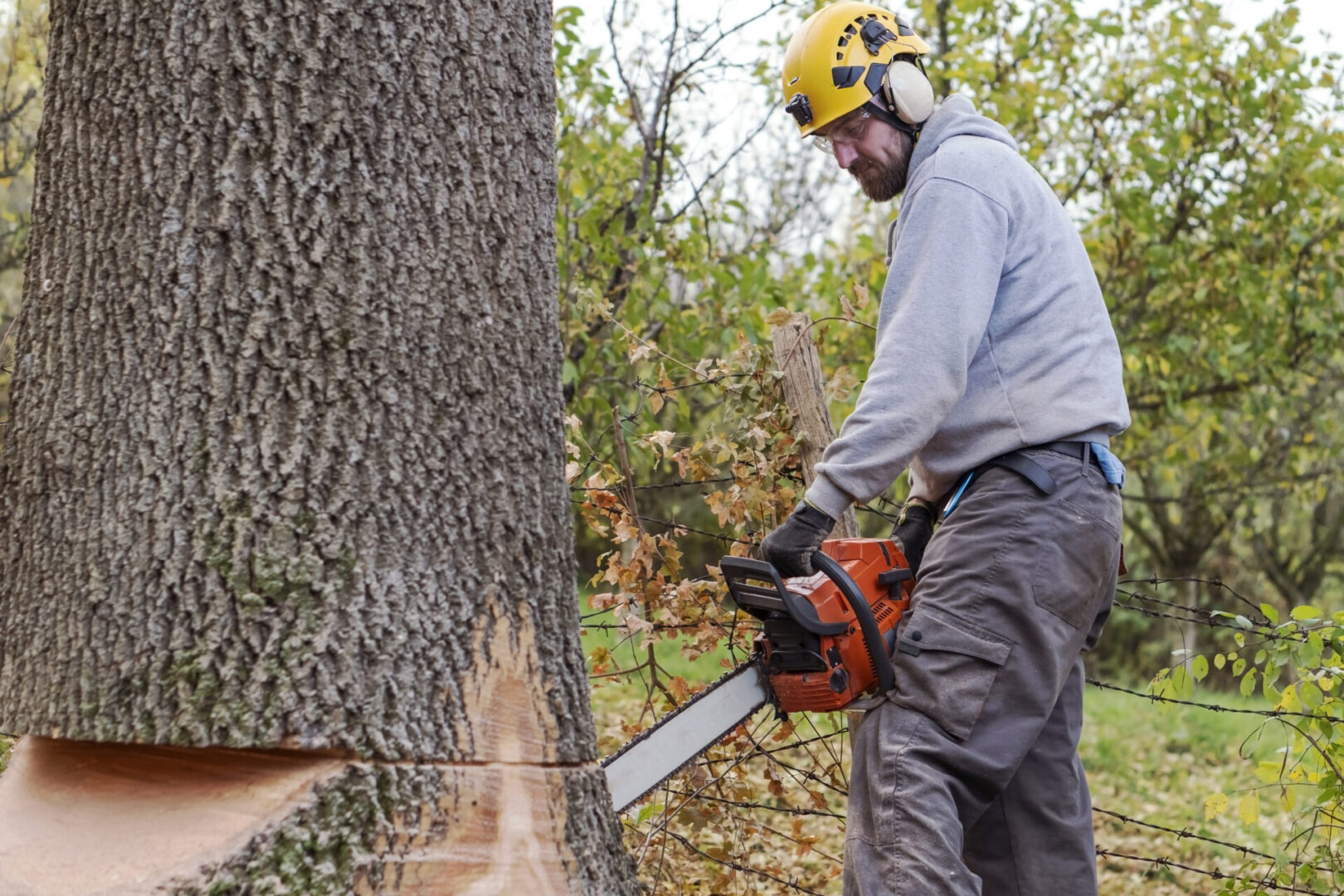 Man using chainsaw to cut large tree.
