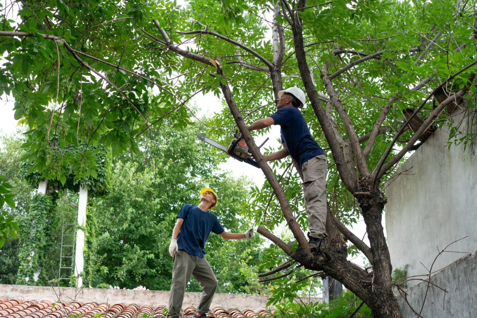 Two workers trimming branches on a tree.