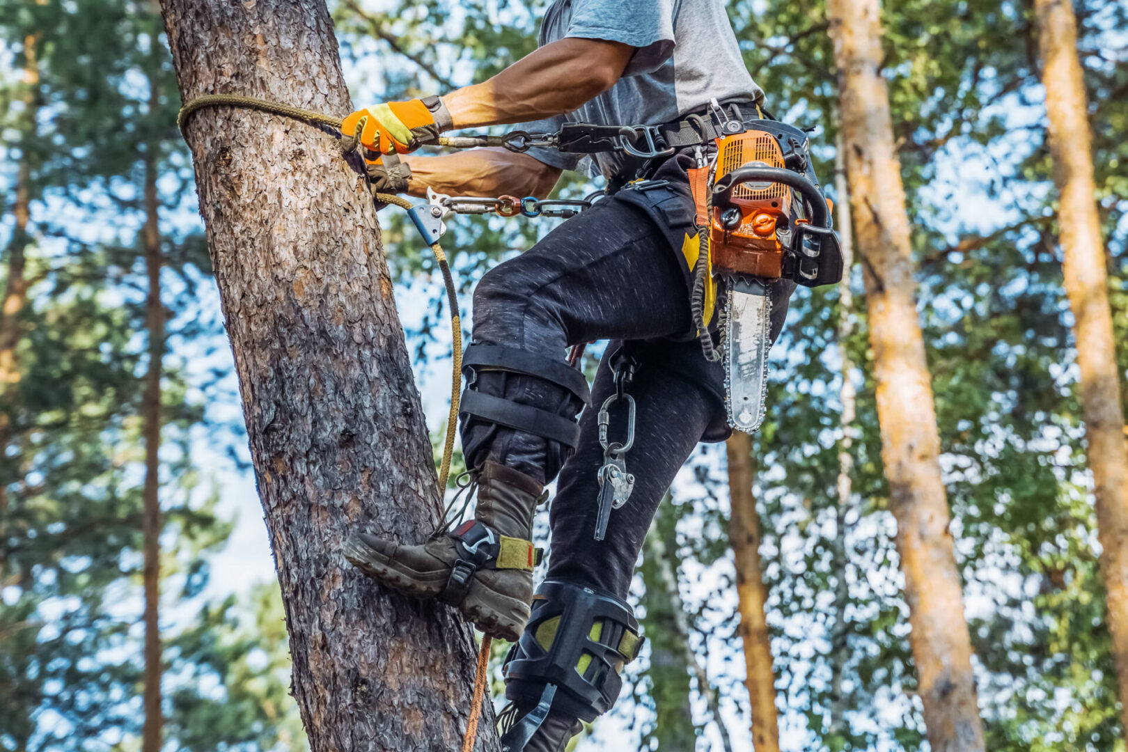Tree climber using safety gear and tools.