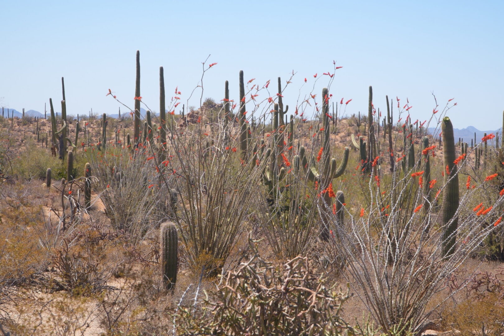 Desert landscape with cacti and flowering shrubs.