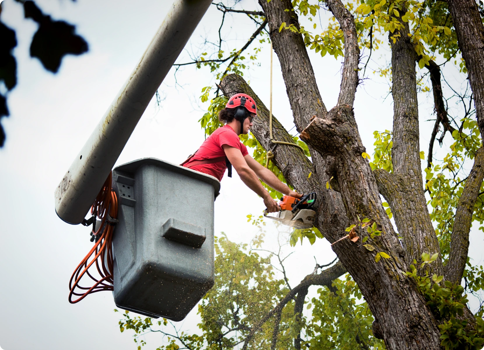 Tree worker trimming branches from bucket lift.