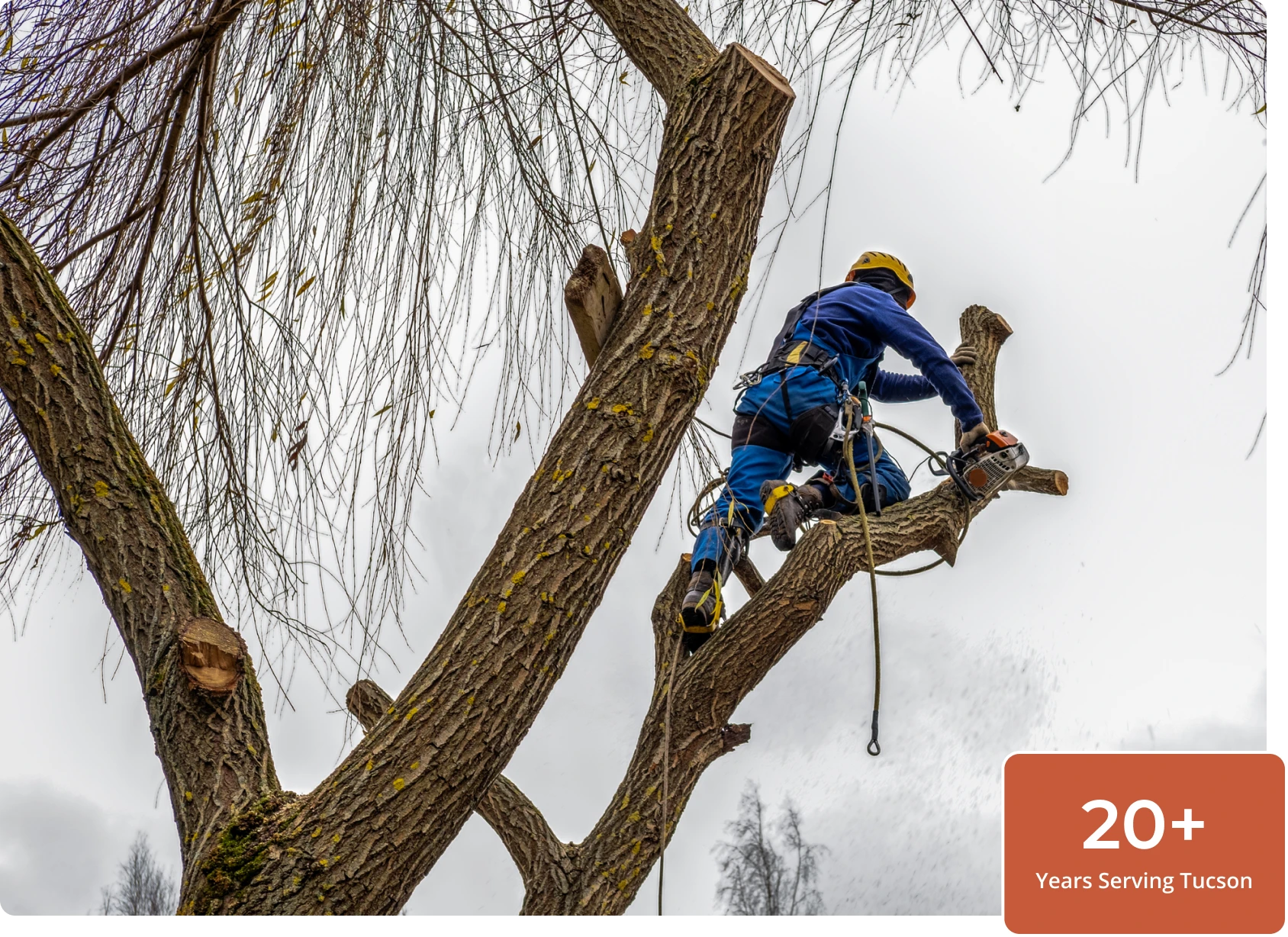 Arborist climbing tree with safety gear.