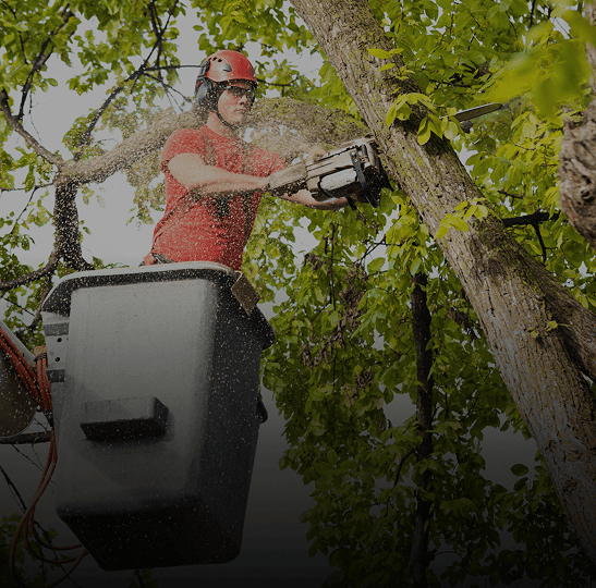 Person trimming tree branches with chainsaw.