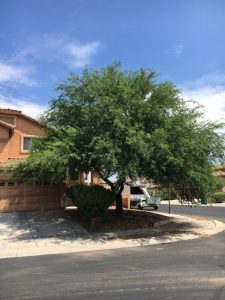 What kind of trees are native to Tucson?