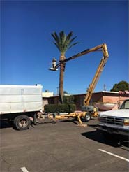 Palm Tree Pruning Tucson
