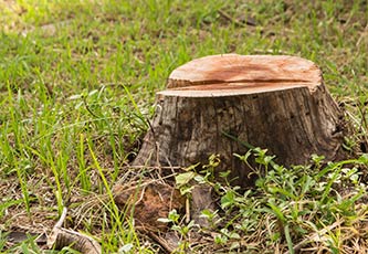 Stump Grinding Tucson AZ