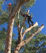 Tree Removal Tucson AZ