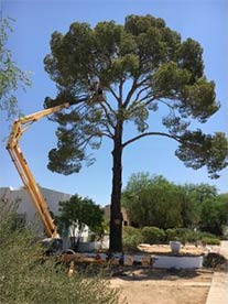 Tree Removal Tucson