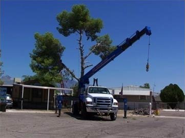 Tucson AZ Tree Removal