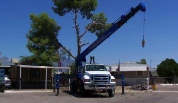 Tucson AZ Tree Service